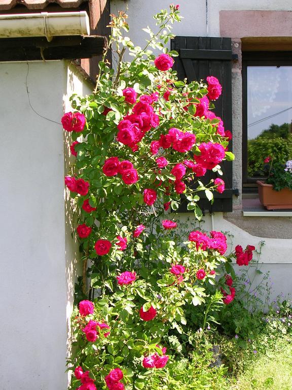 Ferme Auberge A La Colline Ferdrupt Екстериор снимка