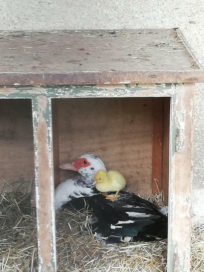 Ferme Auberge A La Colline Ferdrupt Екстериор снимка